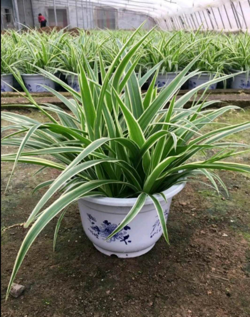 精品金边吊兰盆栽基地长期供货一手货源质量保证