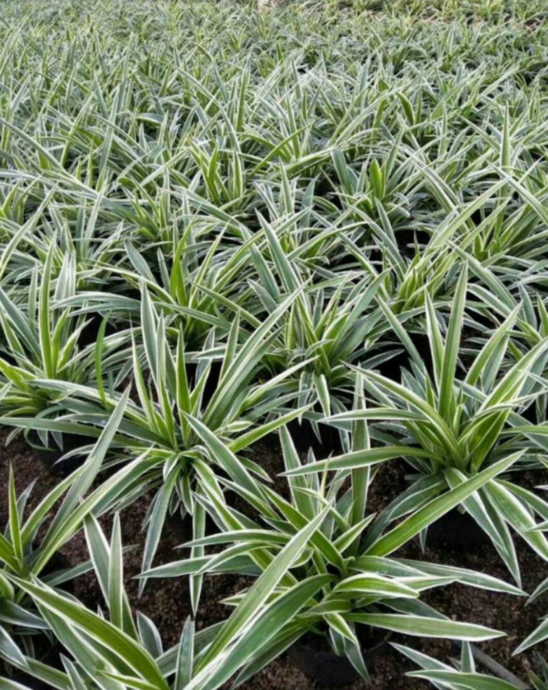 精品金边吊兰盆栽基地长期供货一手货源质量保证