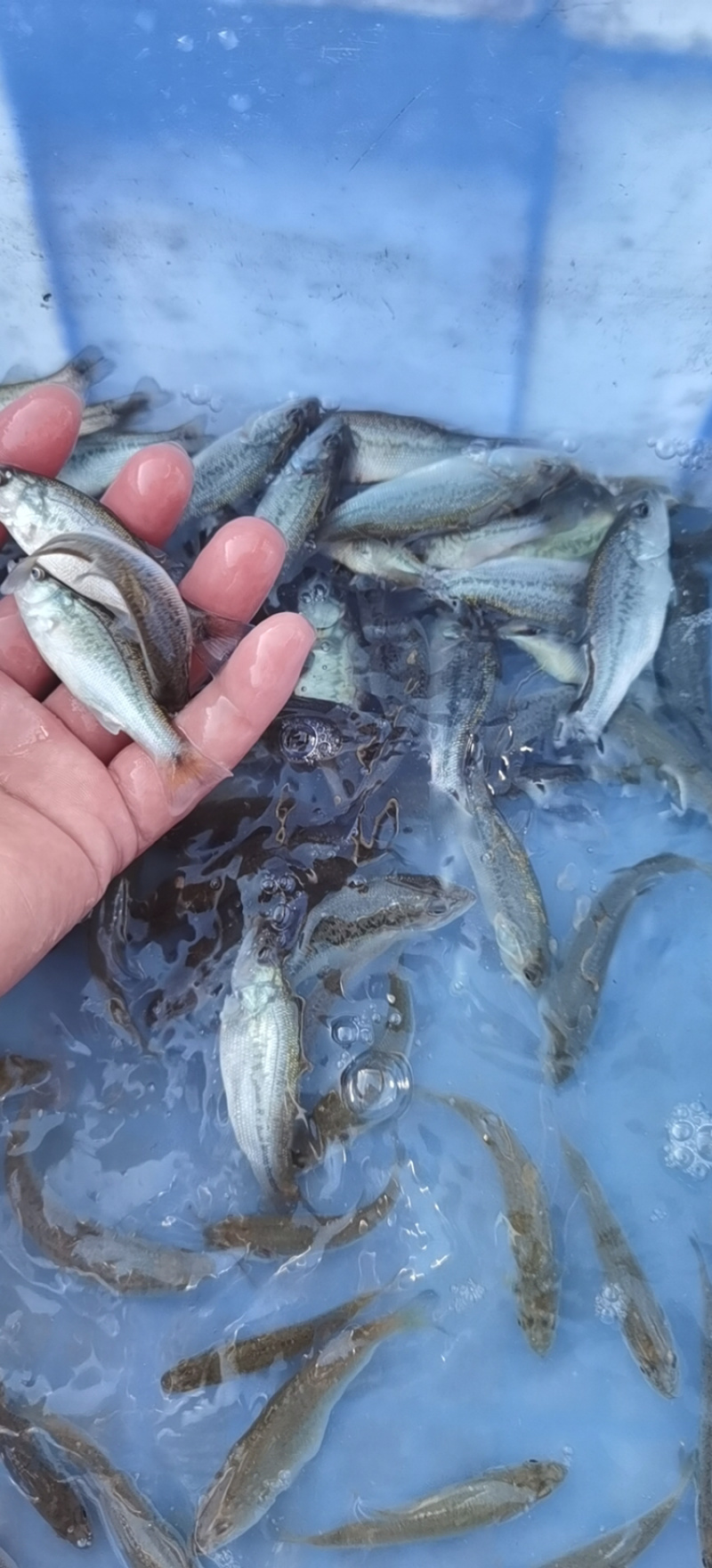 加州鲈鱼苗大口黑鲈鱼苗+自孵水花（基地直供）