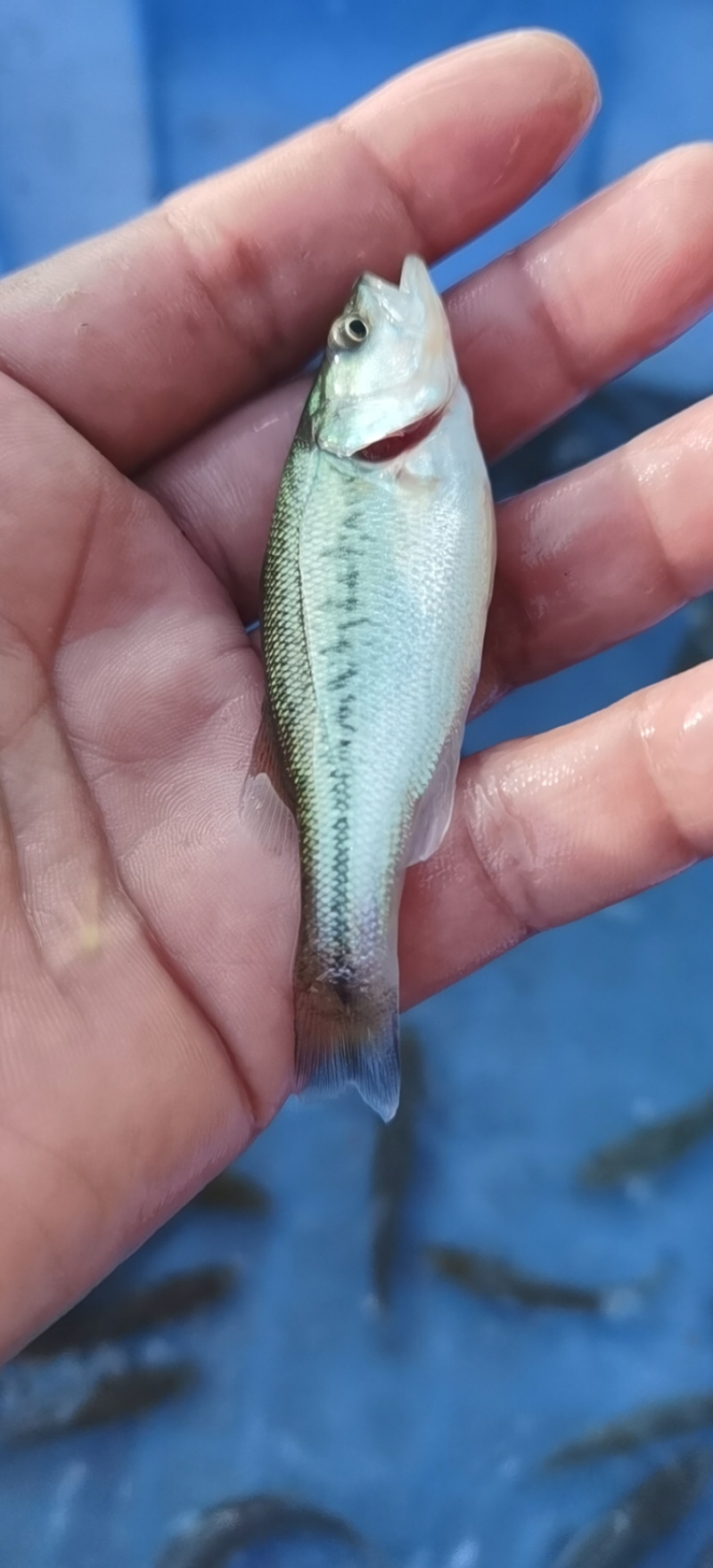 优质加州鲈鱼苗大口黑鲈鱼苗+自孵水花（基地直供）