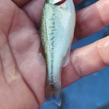 加州鲈鱼苗大口黑鲈鱼苗+自孵水花（基地直供）