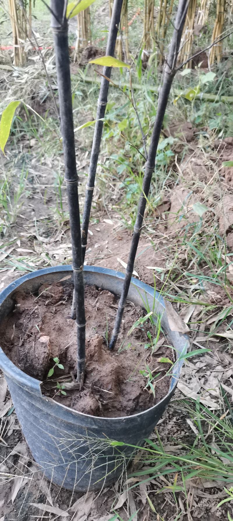 紫竹苗，各种规格，大量供货有需要的老板电话联系
