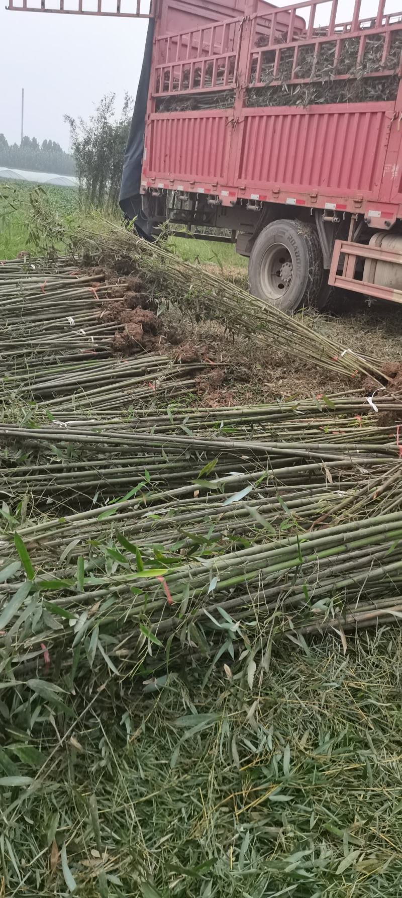 毛竹，各种规格，大量供货有需要的老板电话联系