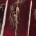 长白山林下参，人工撒籽，无人工干预自然生长，电联下单