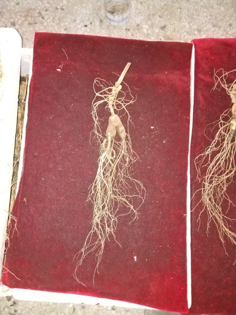 长白山林下参，人工撒籽，无人工干预自然生长，电联下单