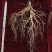 长白山林下参，人工撒籽，无人工干预自然生长，电联下单