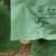 陕西阳光玫瑰，礼泉精品阳光玫瑰葡萄大量上市