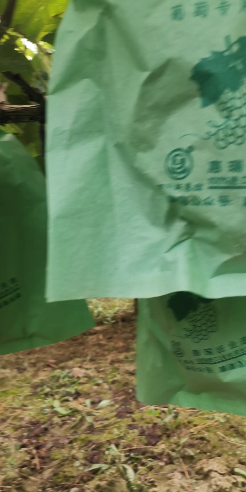 陕西阳光玫瑰，礼泉精品阳光玫瑰葡萄大量上市