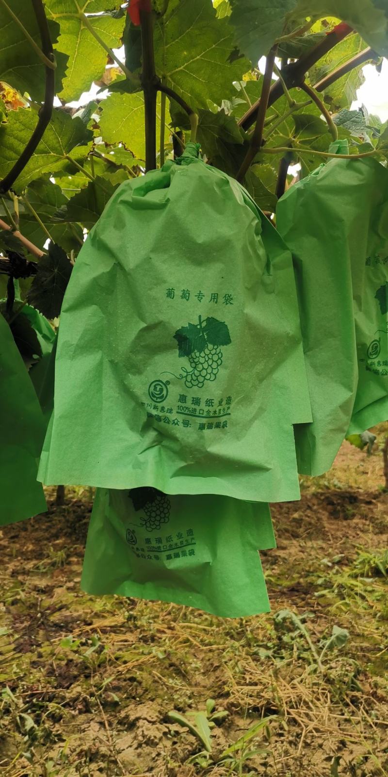 陕西阳光玫瑰，礼泉精品阳光玫瑰葡萄大量上市