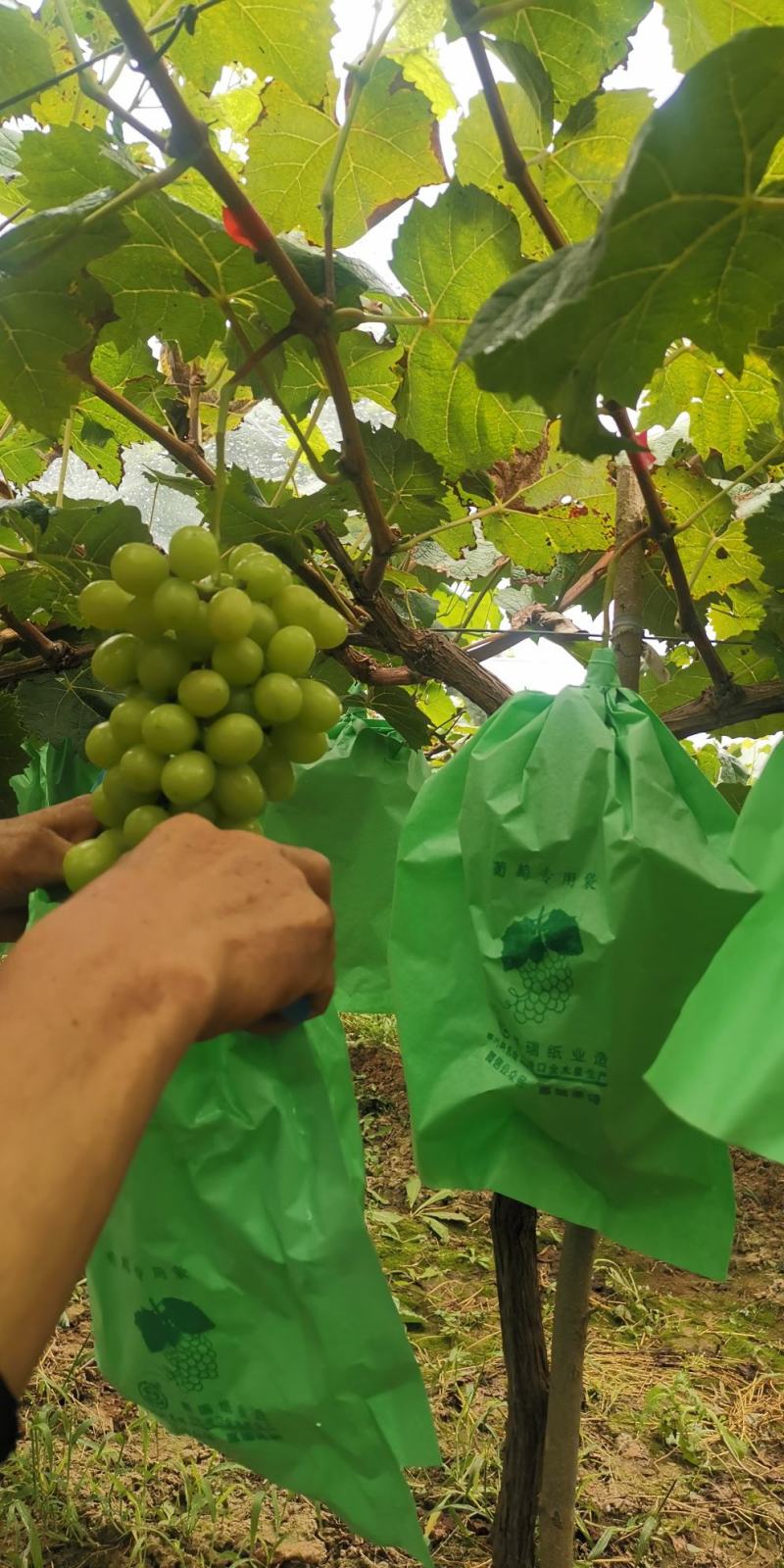 陕西阳光玫瑰，礼泉精品阳光玫瑰葡萄大量上市