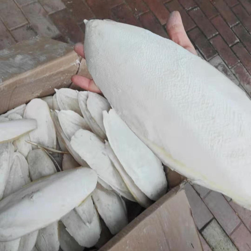 海螵蛸一手货源产地直销保质保量