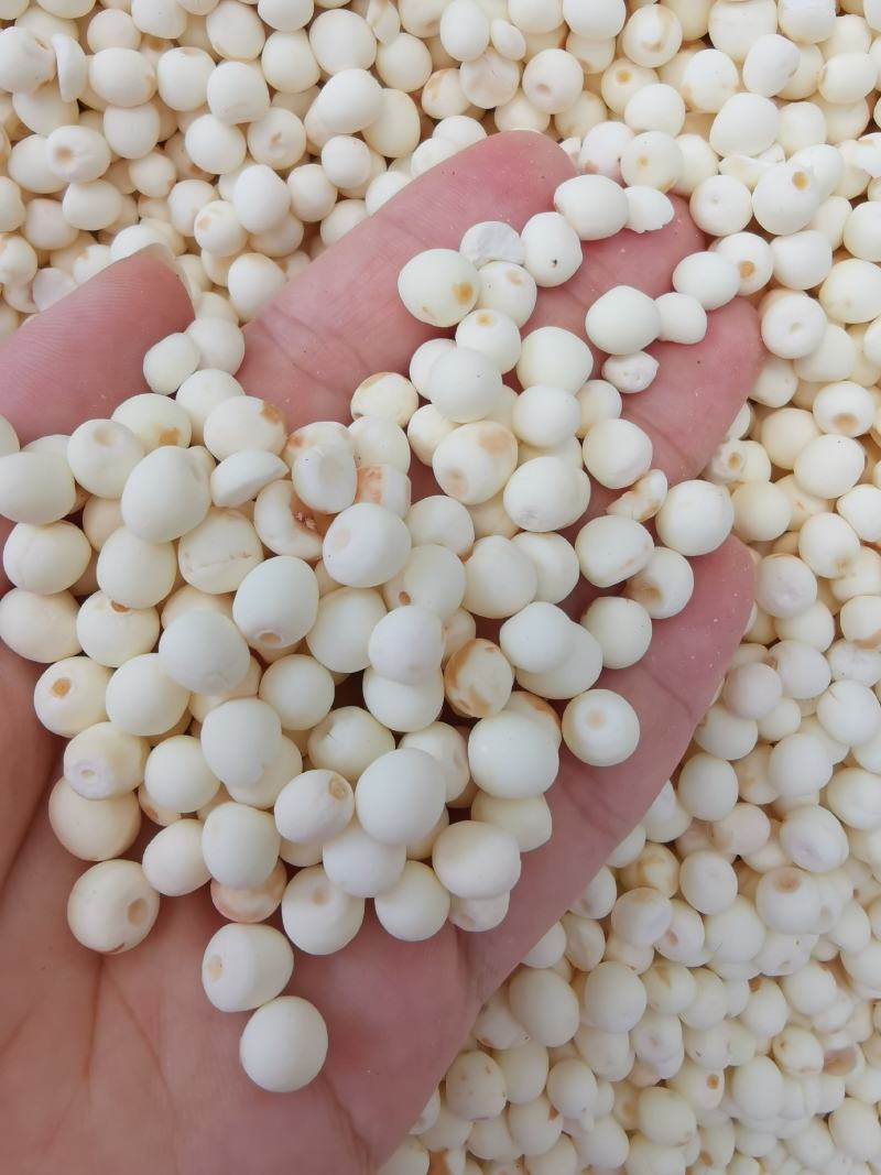 去皮芡实全干货芡实米白芡实鸡头米可供批发零售