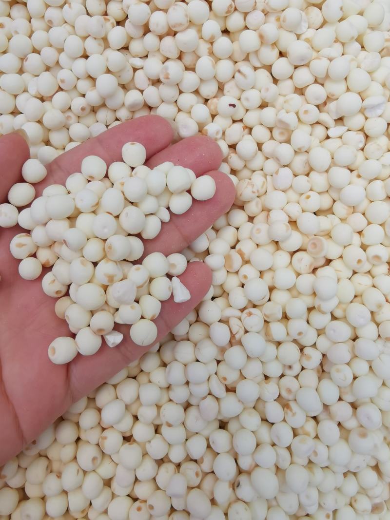 去皮芡实全干货芡实米白芡实鸡头米可供批发零售