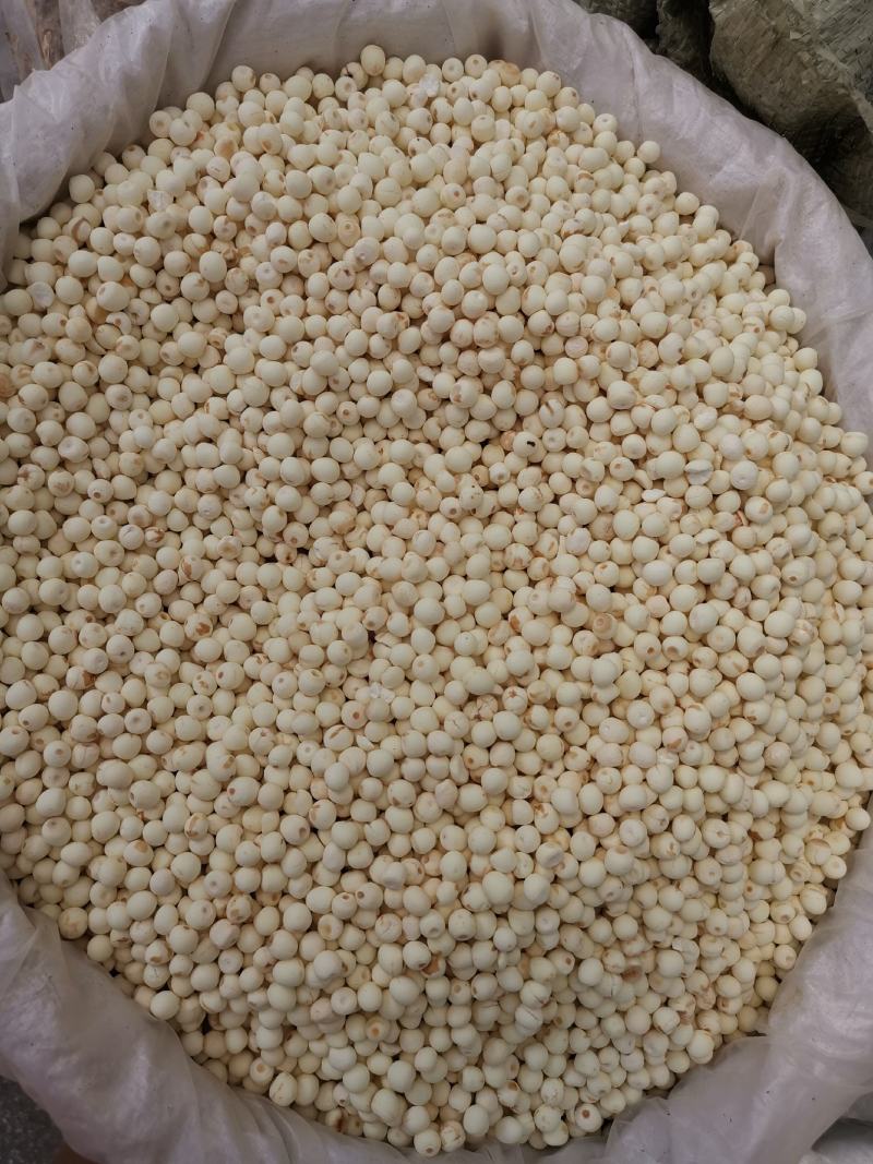 去皮芡实全干货芡实米白芡实鸡头米可供批发零售
