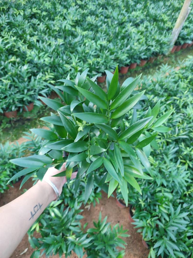 精品120红杯小竹柏