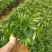 精品120红杯小竹柏