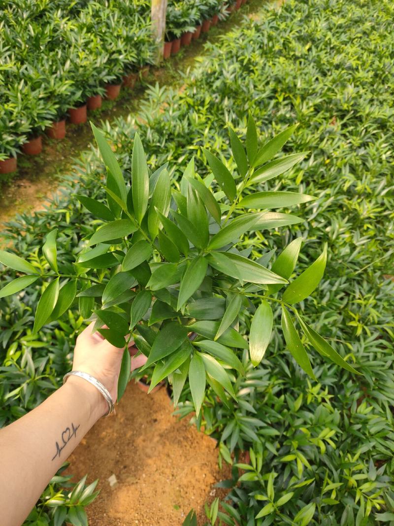 精品120红杯小竹柏