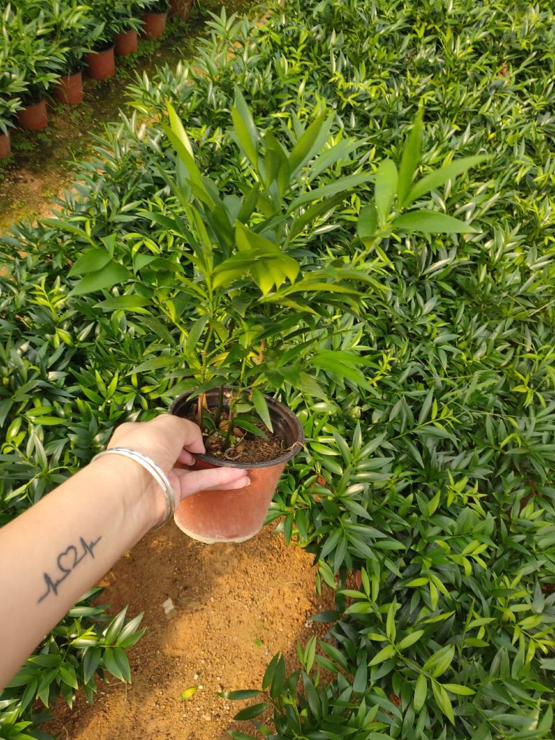 精品120红杯小竹柏