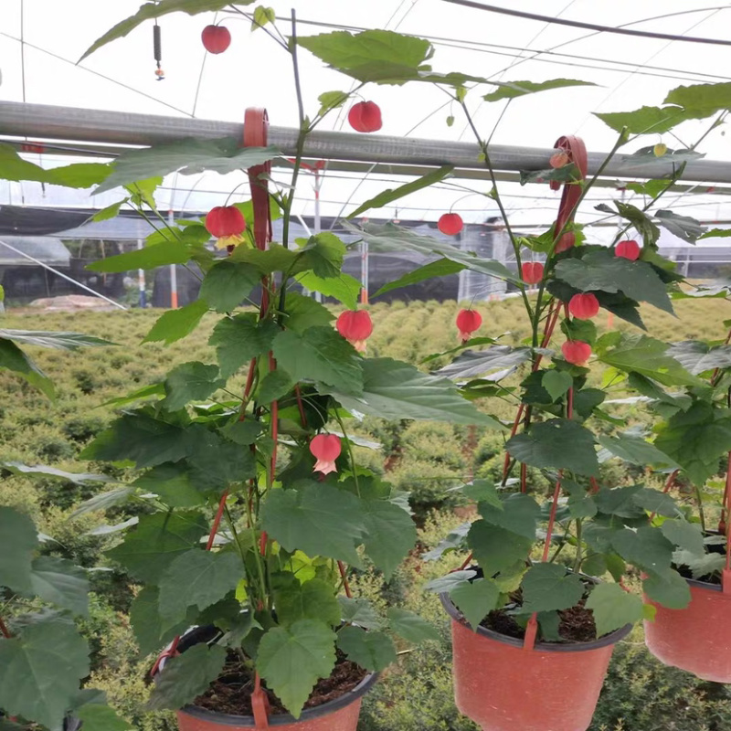 精品灯笼花盆栽四季全年开花基地一手货源批发
