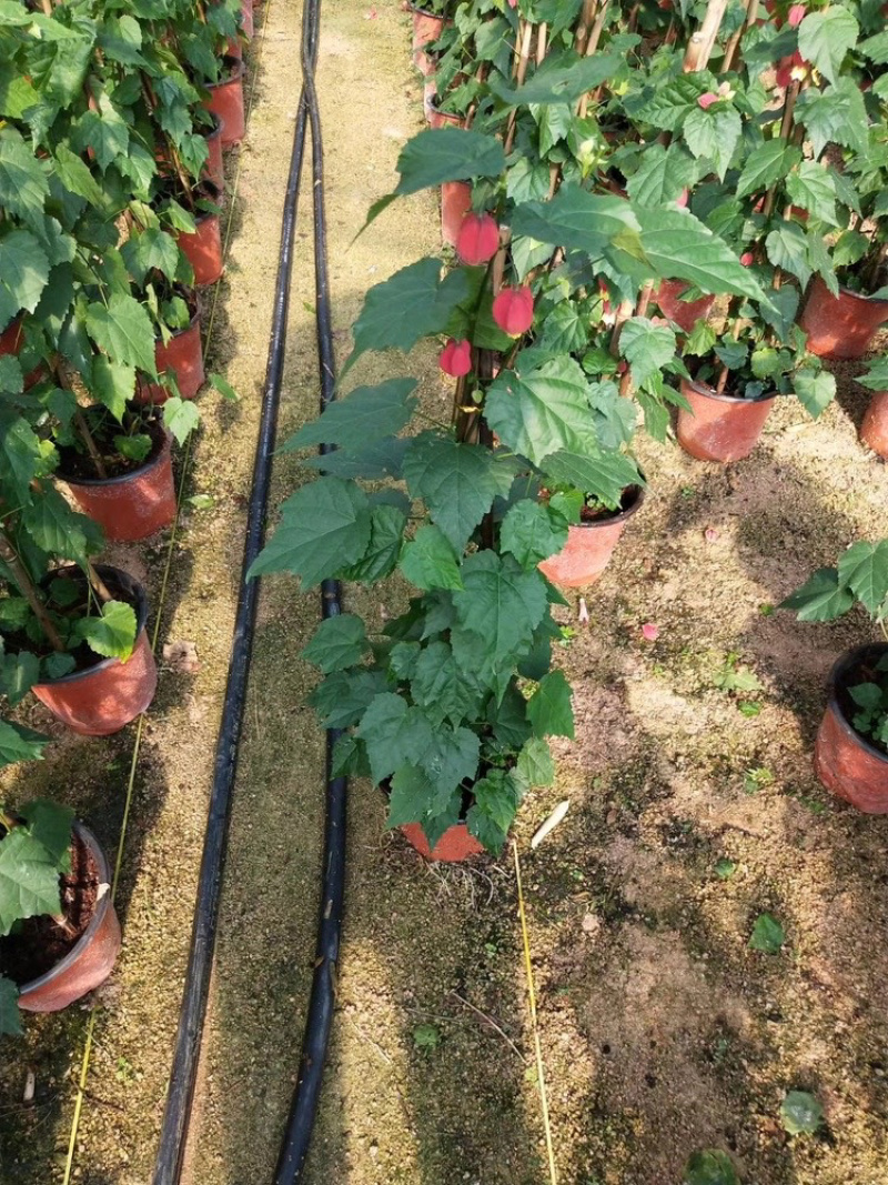 精品灯笼花盆栽四季全年开花基地一手货源批发
