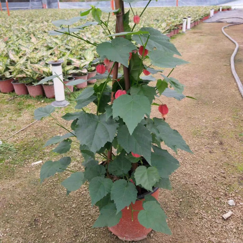 精品灯笼花盆栽四季全年开花基地一手货源批发