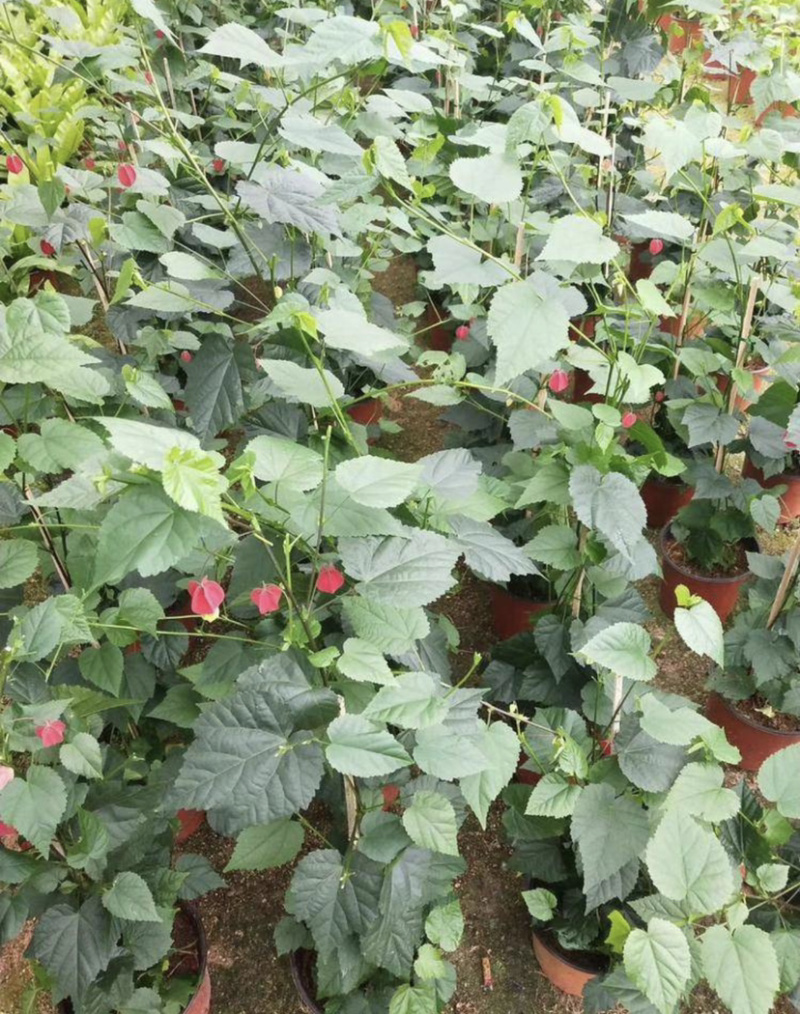 精品灯笼花盆栽四季全年开花基地一手货源批发