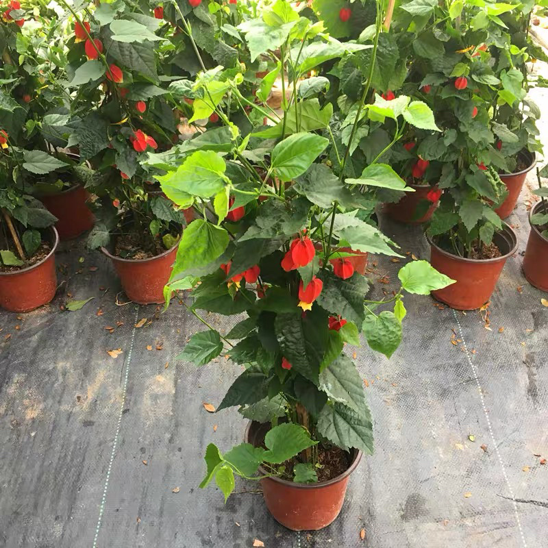 精品灯笼花盆栽四季全年开花基地一手货源批发