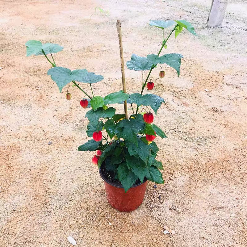 精品灯笼花盆栽四季全年开花基地一手货源批发