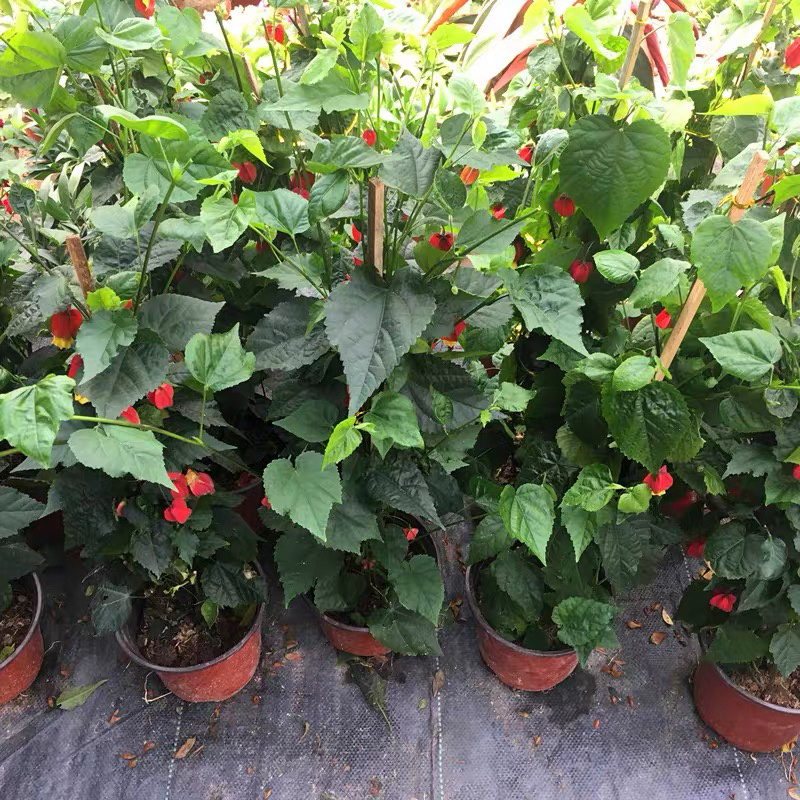 精品灯笼花盆栽四季全年开花基地一手货源批发
