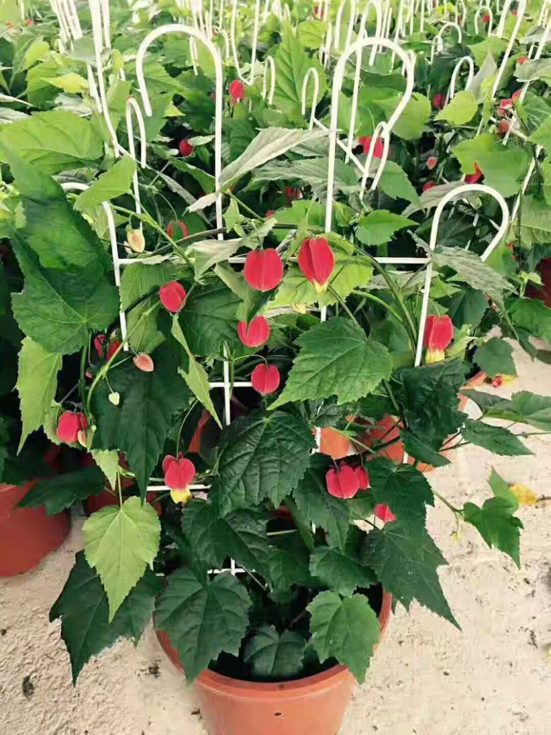 精品灯笼花盆栽四季全年开花基地一手货源批发