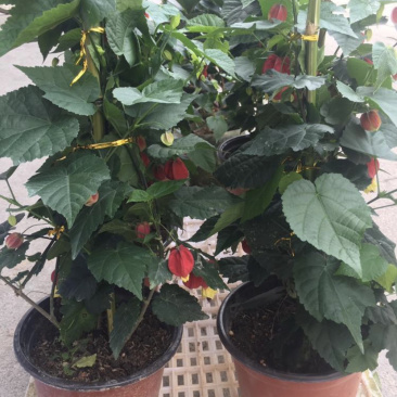 精品灯笼花盆栽四季全年开花基地一手货源批发