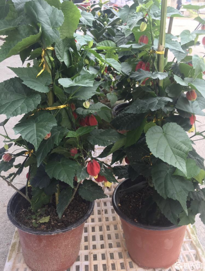 精品灯笼花盆栽四季全年开花基地一手货源批发