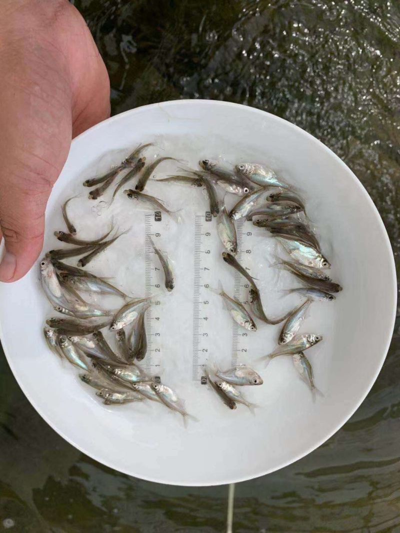 边鱼苗武昌鱼苗三角鲂鱼苗+自孵水花
