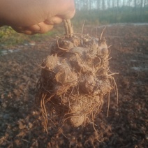 大量收购鲜白术500吨欢迎种植户前来洽谈