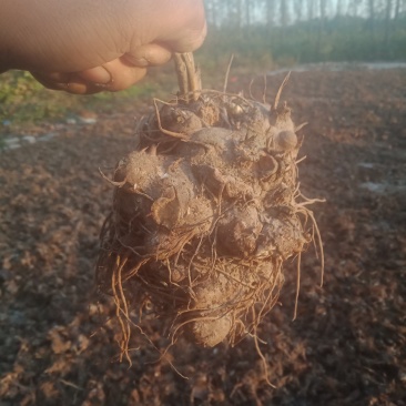 大量收购鲜白术500吨欢迎种植户前来洽谈