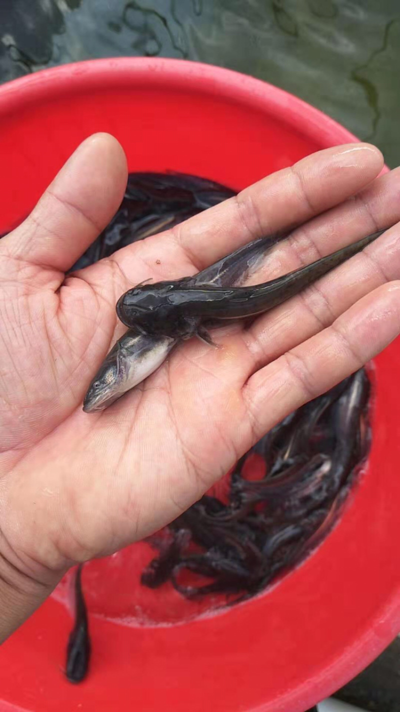 南方大口鲶鱼苗杂交大口鲶鱼苗+自孵水花