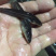 南方大口鲶鱼苗杂交大口鲶鱼苗+自孵水花