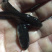 南方大口鲶鱼苗杂交大口鲶鱼苗+自孵水花