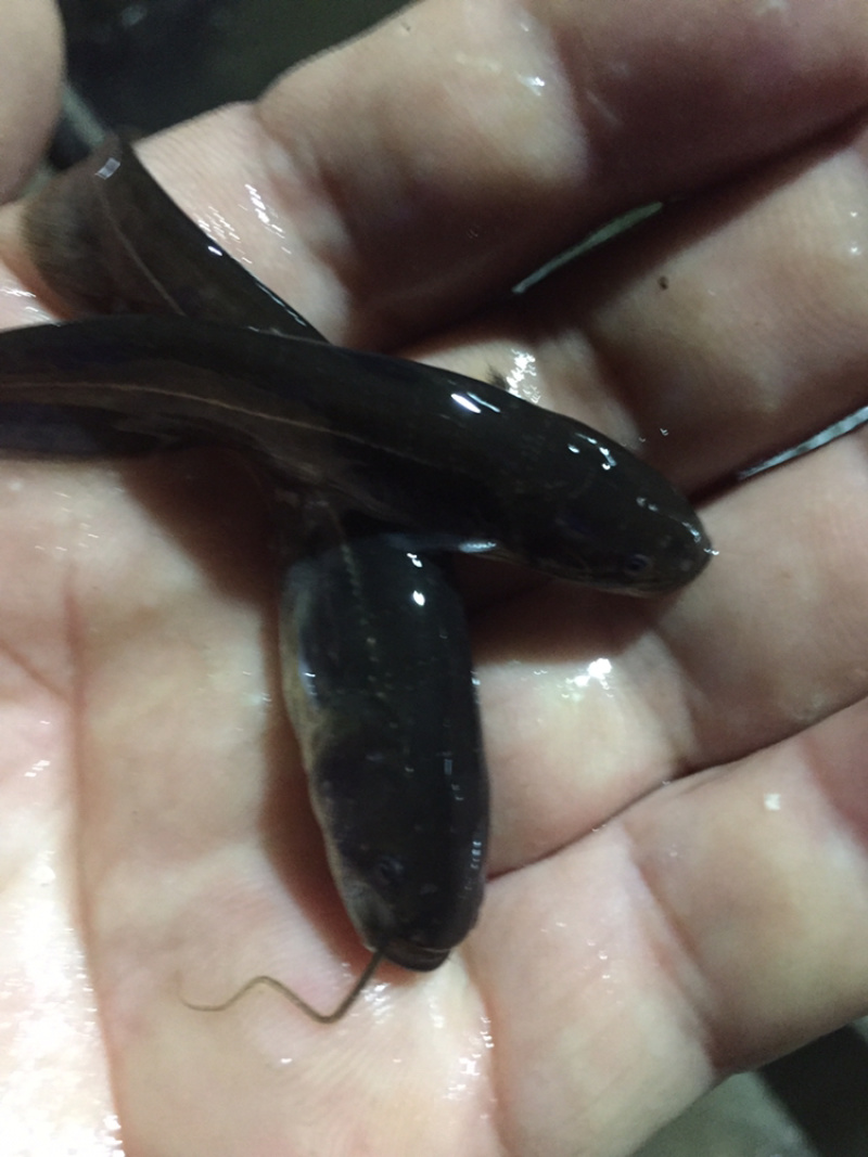 南方大口鲶鱼苗杂交大口鲶鱼苗+自孵水花