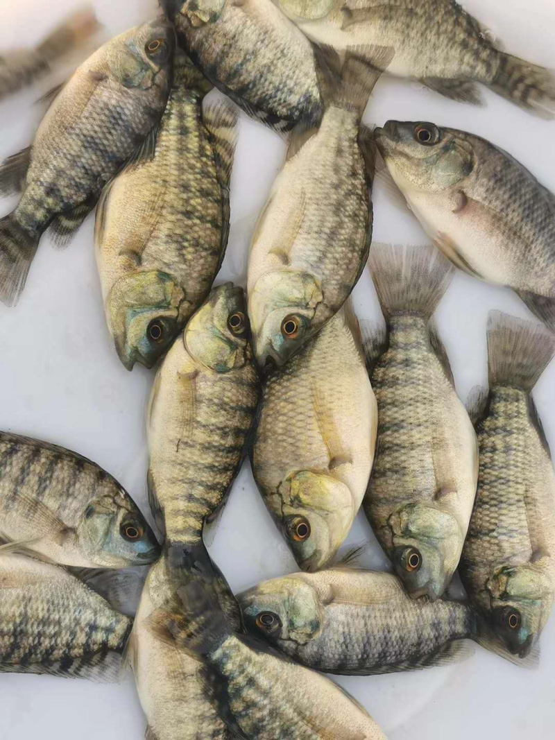 罗非鱼苗（全雄单性）海南一号罗非鱼苗+自孵水花