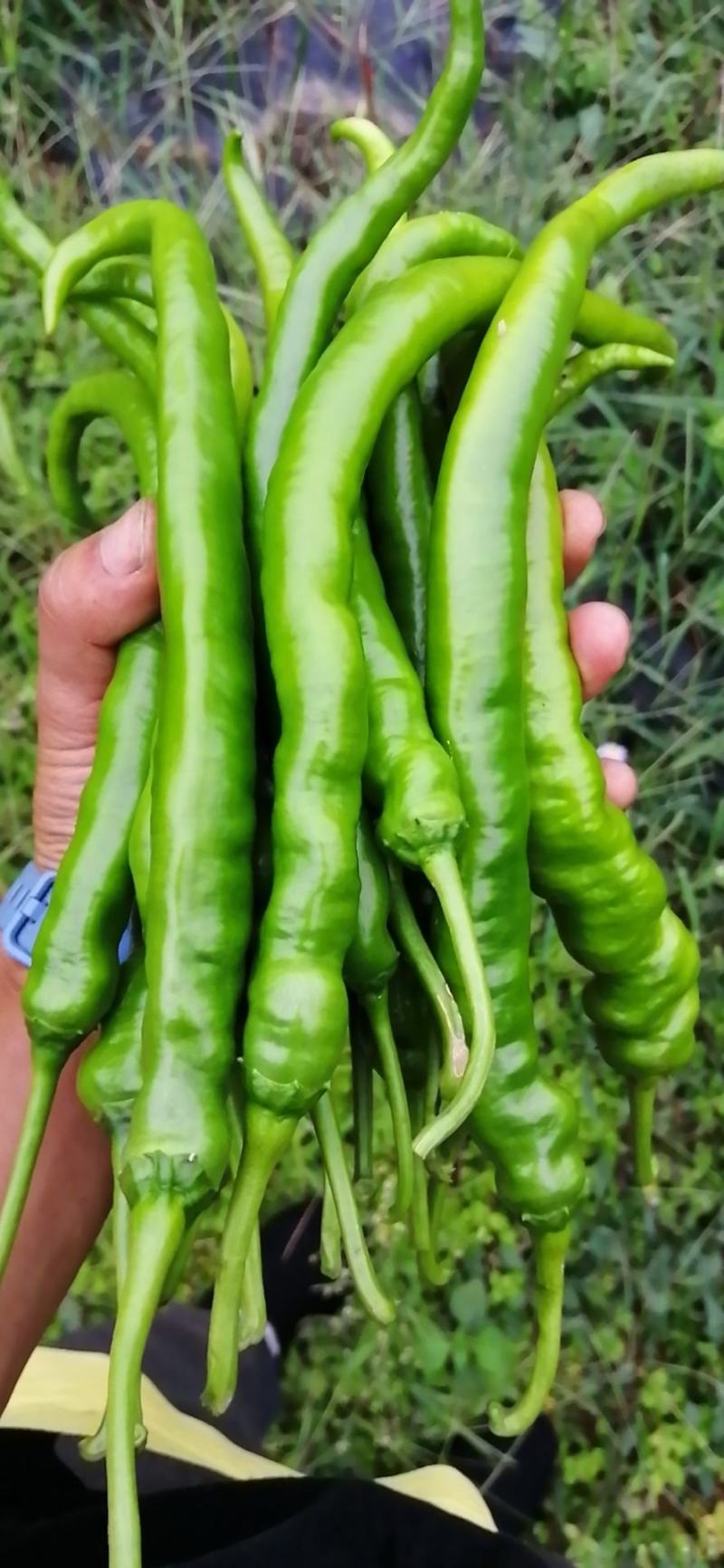 鲜青椒红椒：