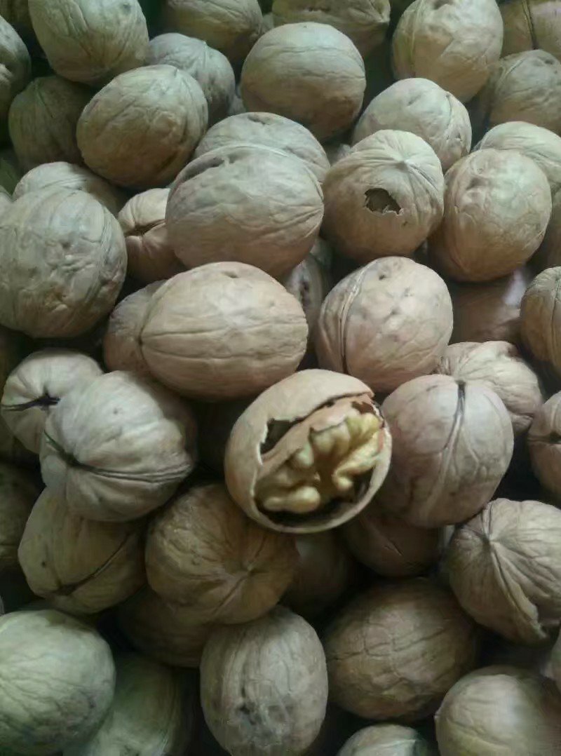 薄皮核桃
