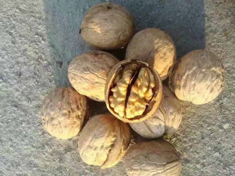 薄皮核桃