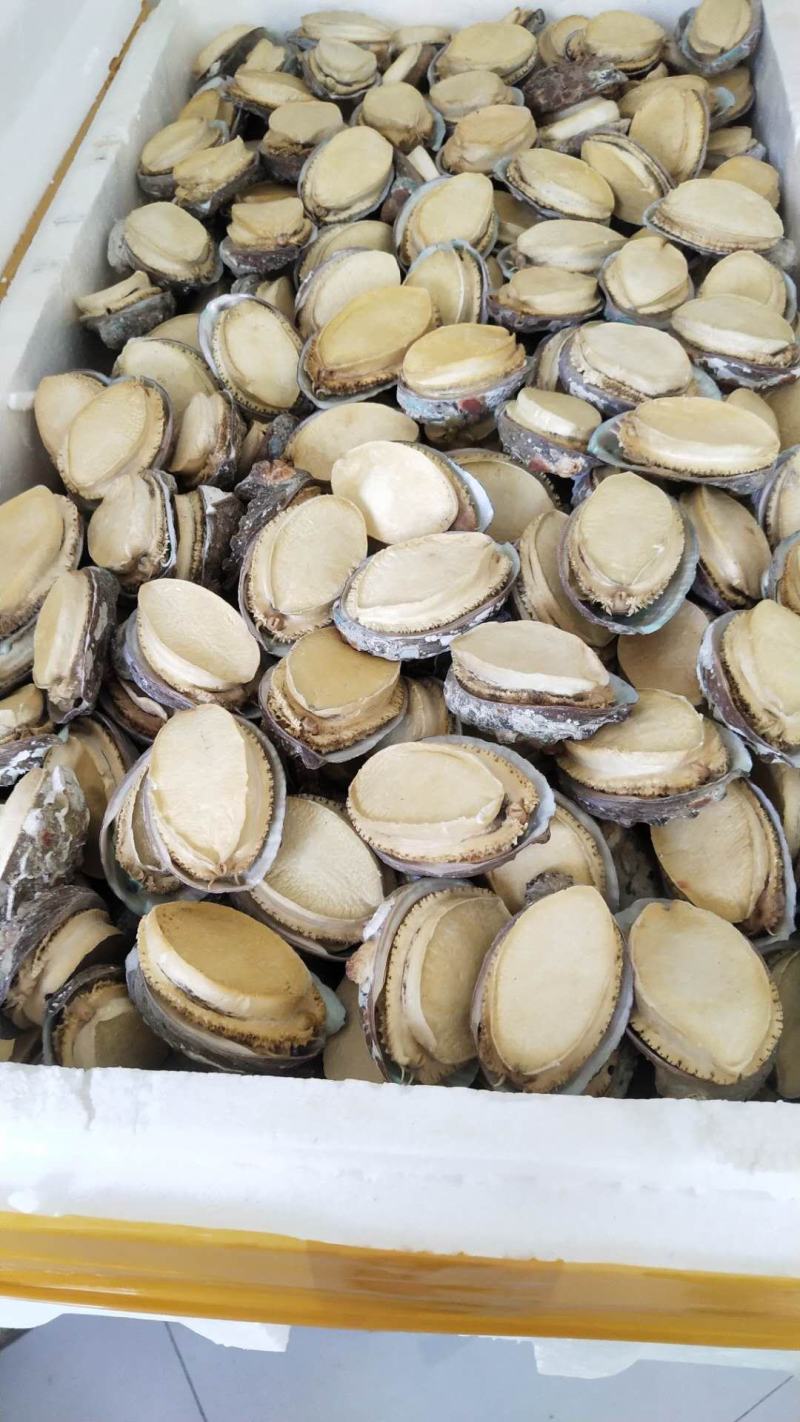 干鲍胶州湾海捕干鲍鱼带壳冻干干鲍