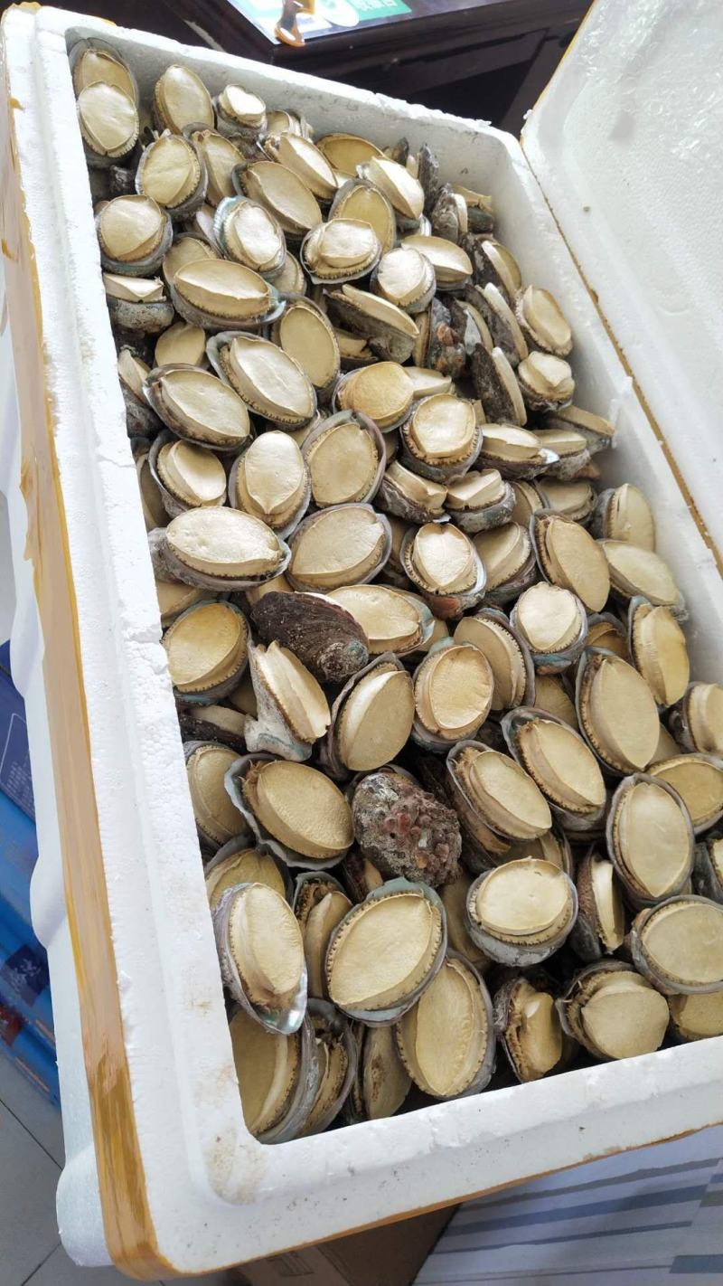 干鲍胶州湾海捕干鲍鱼带壳冻干干鲍