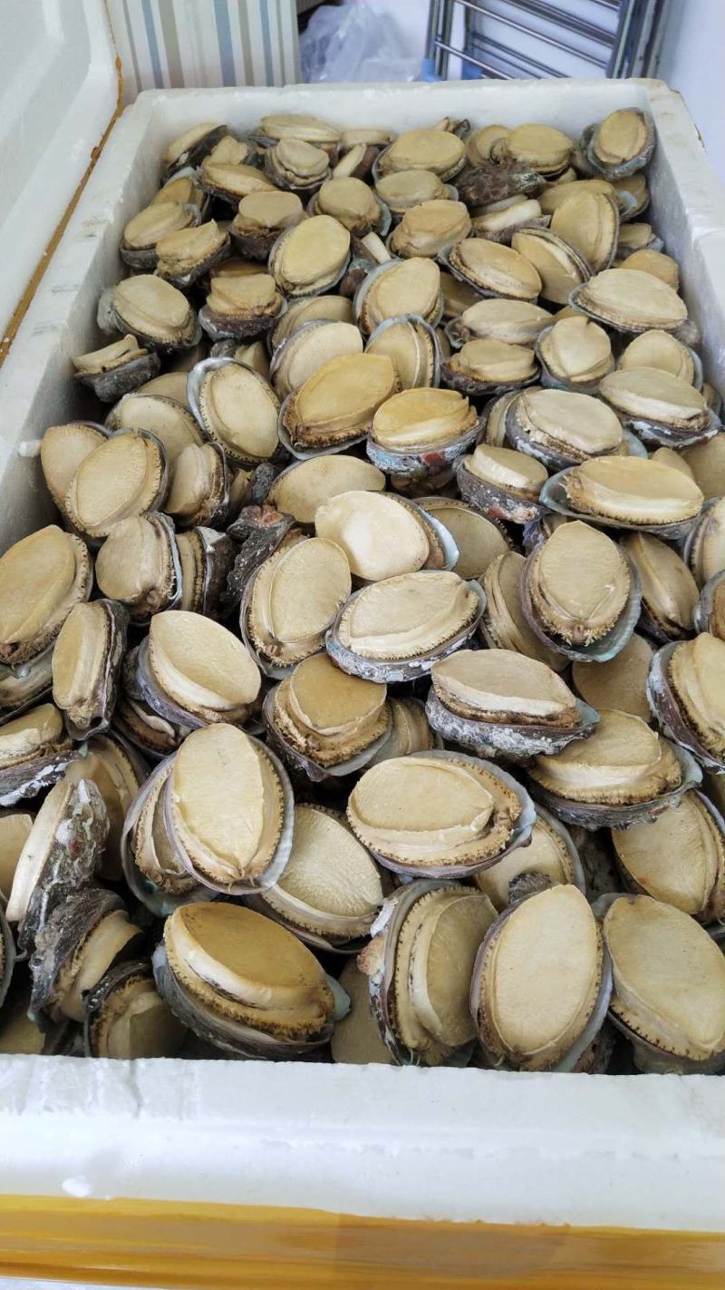 干鲍胶州湾海捕干鲍鱼带壳冻干干鲍