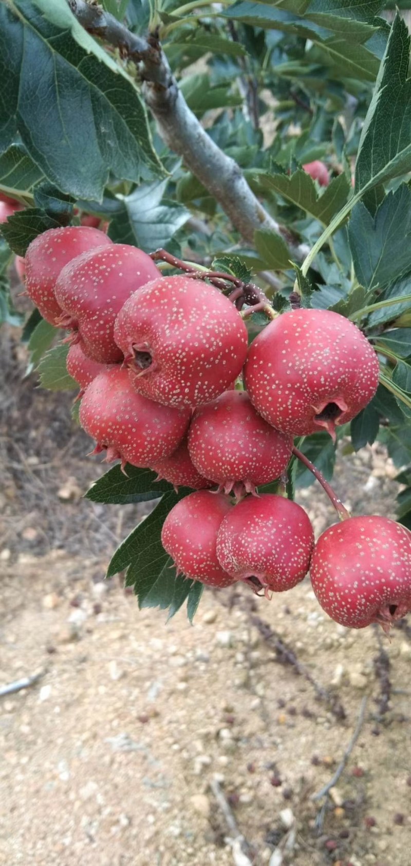 精品山里红大金星山楂