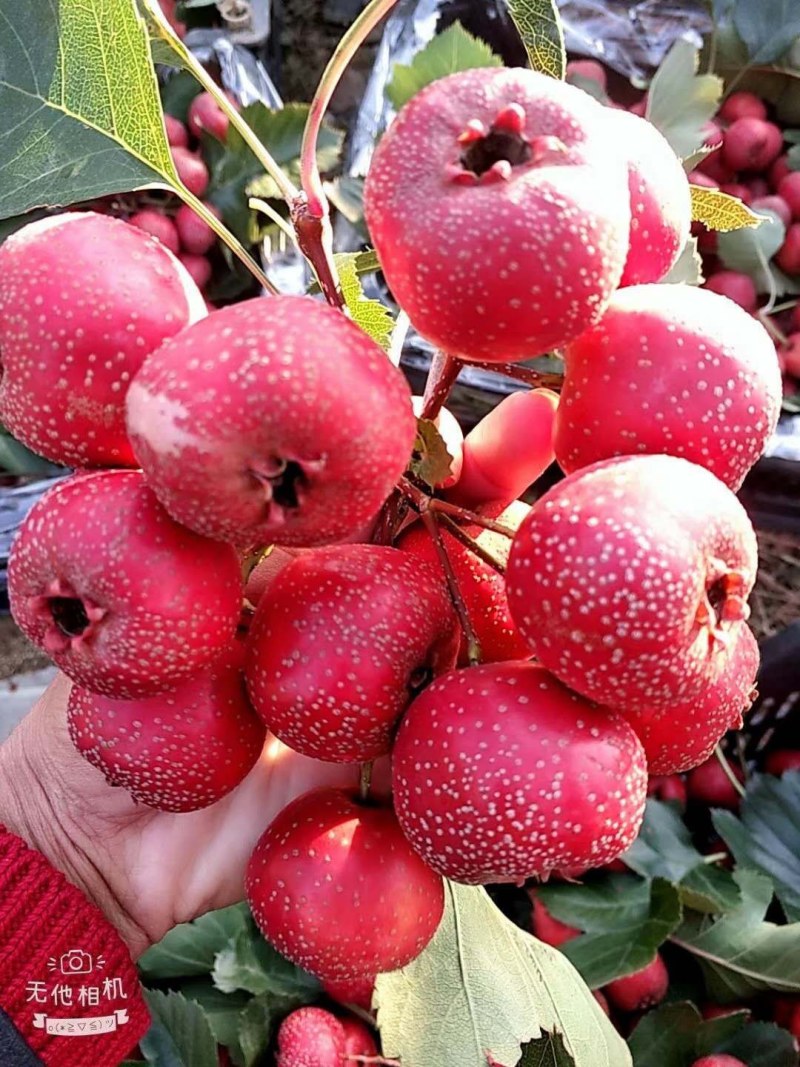 精品山里红大金星山楂