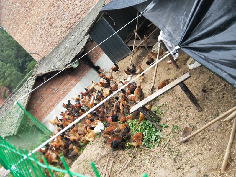 青脚土鸡苗、农家草鸡鸡苗，大种红瑶土鸡混和苗