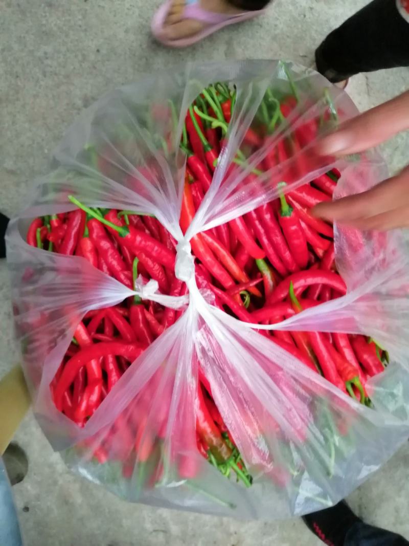 红辣椒，山地露天辣椒